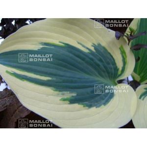 Hosta Blue ivory