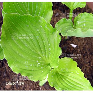 Hosta Candy dish