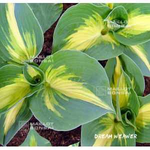 hosta-dream-weawer