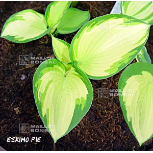 Hosta Eskimo pie