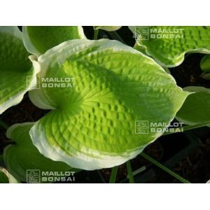 Hosta Sunshine glory