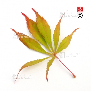 acer-matsumurae-seeds-elegans