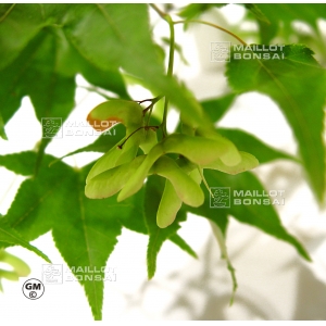 acer amoenum seeds ichigyoji