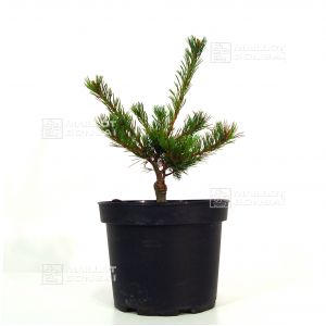 pinus-pentaphylla-zuisho