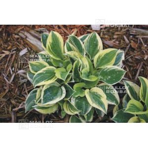 hosta-cameo