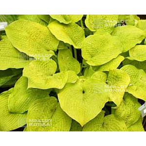 Hosta centerfold