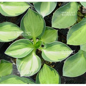 Hosta Holy mouse ears