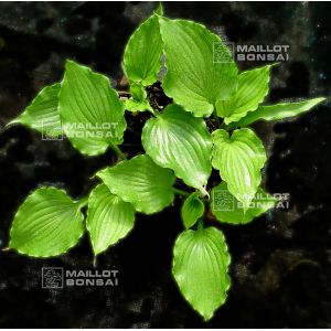 Hosta irish luck