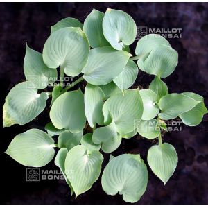 Hosta pewterware