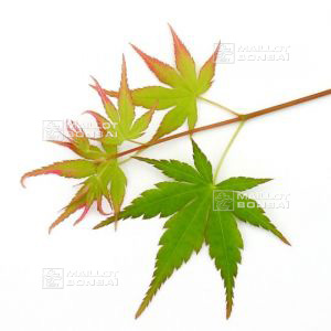 PALMATUM