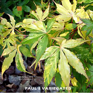 PAUL'S VARIEGATED