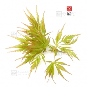 acer matsumurae seeds green globe