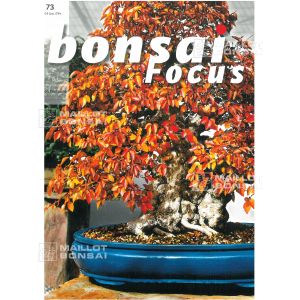 BONSAI FOCUS N° 73