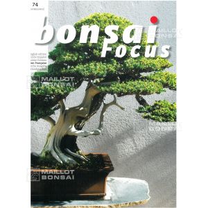 BONSAI FOCUS N° 74