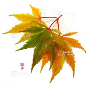 Graines d'Acer Amoenum Yugure