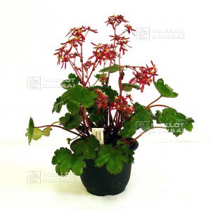 saxifraga-fortunei-beni-guruma