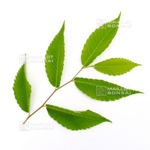 orme de sibérie 1 plante en godet