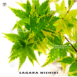 sagara-nishiki