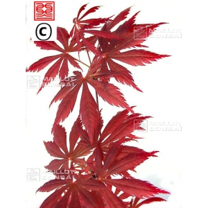 Acer palmatum trompenburg en godet