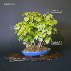 vendu-acer-buergerianum-miyasama-ref-13070154