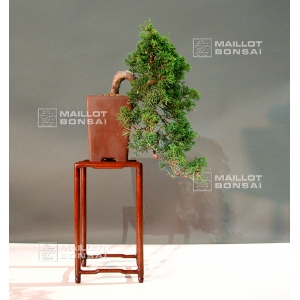 juniperus-chinensis-itoigawa-ref-18090152