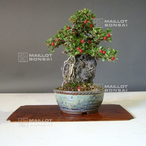 cotoneaster-microphylla-ref-2309010512