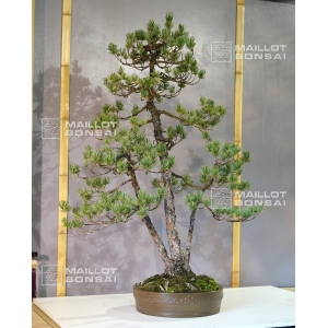 vendu-pinus-pentaphylla-ref-300901515