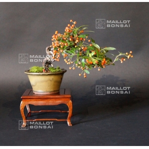 pyracantha-angustifolia-bonsai-ref-30090159