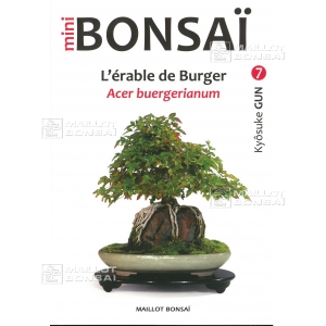 Mini bonsai N°7 érables de burger K Gun
