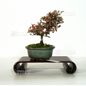 cotoneaster-m-variegata-ref-9100158