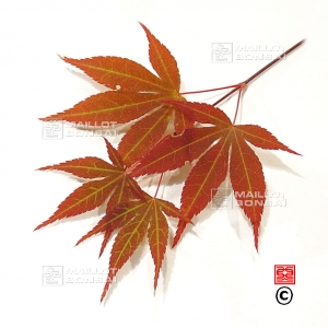 acer-amoenum-seeds-atropurpureum-novum