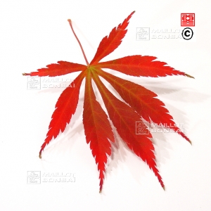 acer-amoenum-seeds-chitose-yama