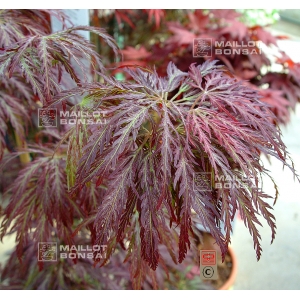 acer-matsumurae-seeds-dissectum-garnet