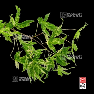 graines-d-acer-palmatum-kasen-nishiki