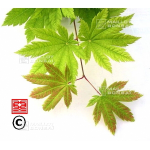 Graines d'Acer shirasawanum kinkakure