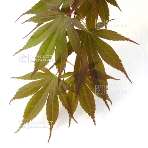 Graines d'Acer shirasawanum momiji gasa