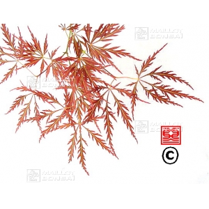 acer-matsumurae-seeds-ornatum