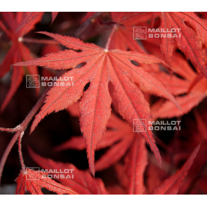 graines-d-acer-palmatum-purple-ghost