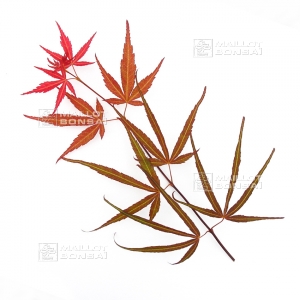 Graines d'Acer matsumurae red cloud