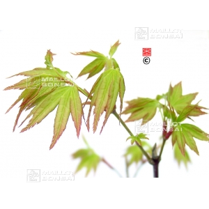 acer-palmatum-seeds-takao