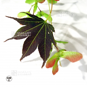 acer-amoenum-seeds-umegae
