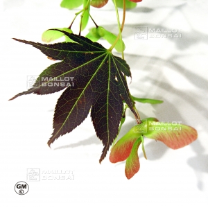 acer-amoenum-seeds-umegae