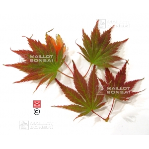 acer-palmatum-seeds-variety-9001