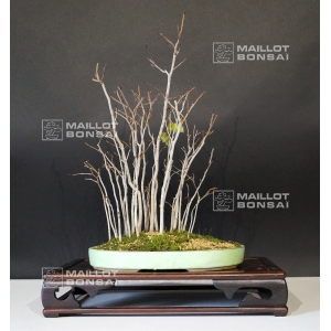 fagus-crenata-beech-forest-bonsai-ref-24020163