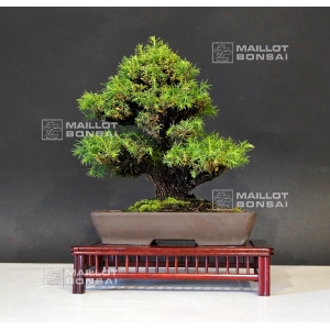 cryptomeria-japonica-ref-18070164