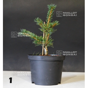 pinus pentaphylla kokonoe