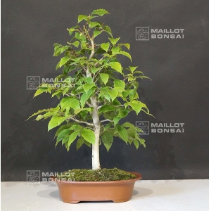fagus-crenata-beech-tree-bonsai-ref-14070172