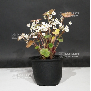 saxifraga-fortunei-shira-ume