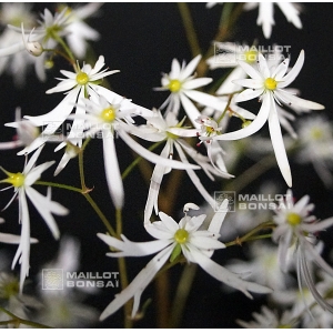 saxifraga fortunei iyo hakusui