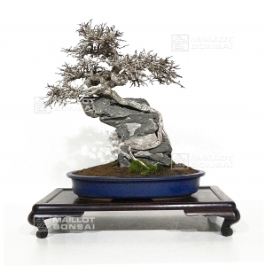 ulmus-parvifolia-yuzen-3030186